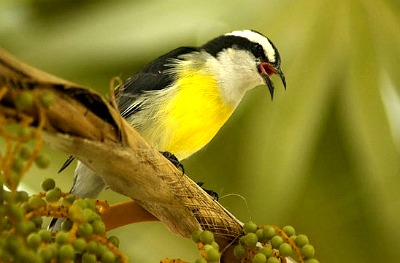 Since the island is wild bird preserve, you'll notice many interesting birds while walking on the beach.