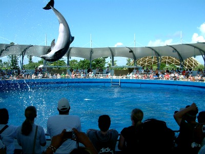 You should visit Miami Seaquarium if you get a chance.