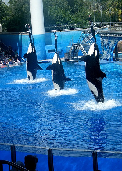 Dolphins holding up their trainers at Shamu Stadium.