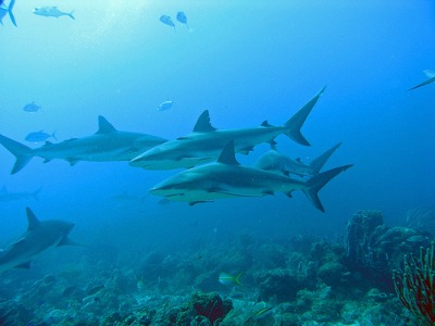 Here are sharks swimming close to Roatan. Roatan is famous for its shark watching opportunities.